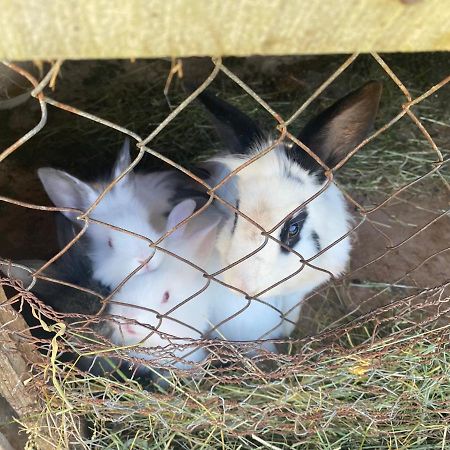 Floare De Maramures 2 Sighetu Marmaţiei Eksteriør bilde