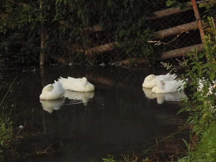 Floare De Maramures 2 Sighetu Marmaţiei Eksteriør bilde